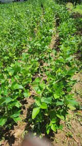 팜모닝 콩·영농일지 게시글 이미지