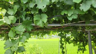 호두마루님의 포도 · 영농일지 작성글 사진