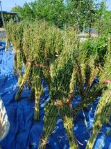 팜모닝 참깨·영농일지 게시글 이미지