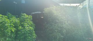 류근택님의 블루베리 · 영농일지 작성글 사진