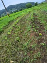 팜모닝 들깨·영농일지 게시글 이미지