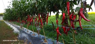 이장호님의 고추 · 영농일지 작성글 사진