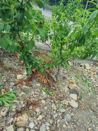 김용대님의 기타작물 · 영농일지 작성글 사진