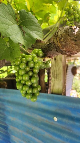 호두마루님의 포도 · 영농일지 작성글 사진