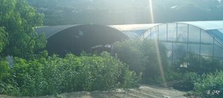 류근택님의 블루베리 · 영농일지 작성글 사진