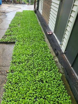 이상욱님의 배추 · 영농일지 작성글 사진