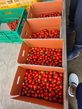 병풍취산채농원님의 기타작물 · 영농일지 작성글 사진