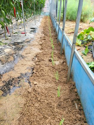 유경임님의 고추 · 영농일지 작성글 사진