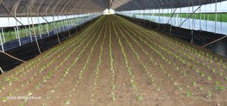 이장호님의 고추 · 영농일지 작성글 사진