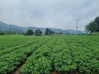 신현효님의 참깨 · 영농일지 작성글 사진