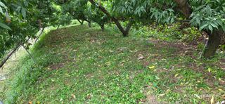 달맛햇복숭아농원님의 복숭아 · 영농일지 작성글 사진