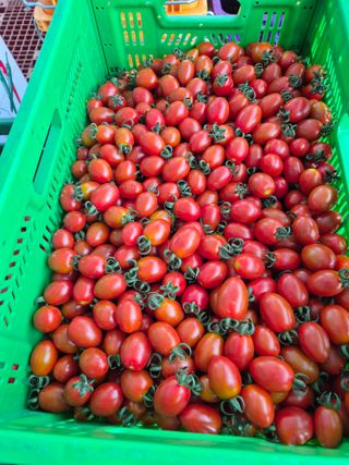 병풍취산채농원님의 기타작물 · 영농일지 작성글 사진