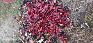 이장호님의 기타작물 · 영농일지 작성글 사진