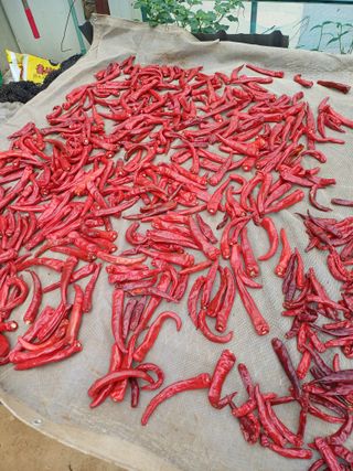 이철우님의 배추 · 영농일지 작성글 사진