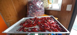 이장호님의 고추 · 영농일지 작성글 사진