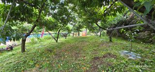 달맛햇복숭아농원님의 복숭아 · 영농일지 작성글 사진