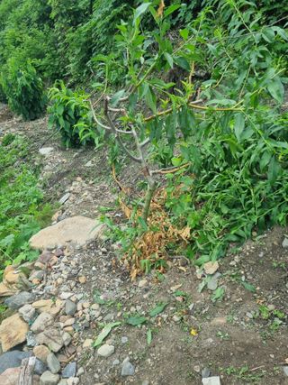 김용대님의 기타작물 · 영농일지 작성글 사진