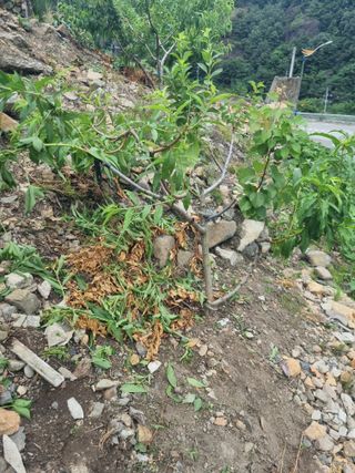 김용대님의 기타작물 · 영농일지 작성글 사진