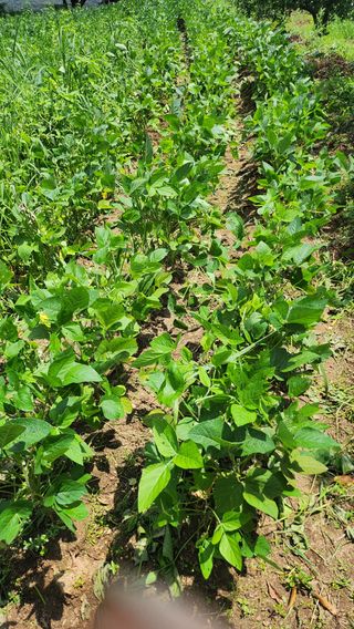 남상호 님의 콩 · 영농일지 작성글 사진