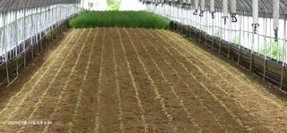 이장호님의 기타작물 · 영농일지 작성글 사진