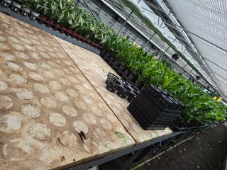 두릅나무15847님의 기타작물 · 영농일지 작성글 사진