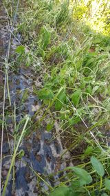 팜모닝 기타작물·영농일지 게시글 이미지