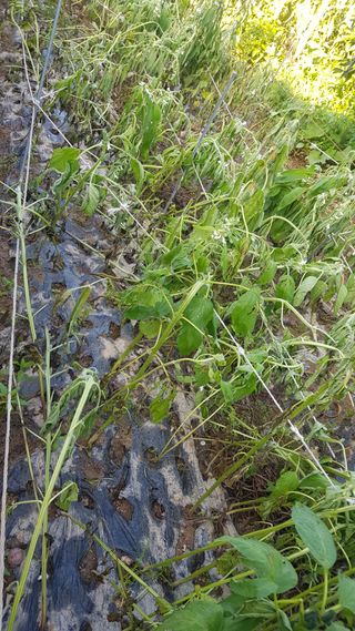 문재웅님의 기타작물 · 영농일지 작성글 사진