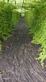 팜모닝 기타작물·영농일지 게시글 이미지