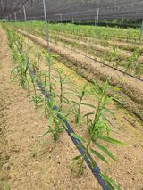 팜모닝 벼·영농일지 게시글 이미지