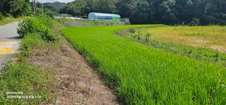 초보농부님의 벼 · 영농일지 작성글 사진