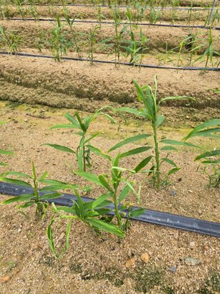 강성만님의 벼 · 영농일지 작성글 사진