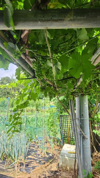 호두마루님의 포도 · 영농일지 작성글 사진