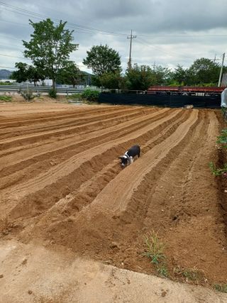 이철우님의 배추 · 영농일지 작성글 사진