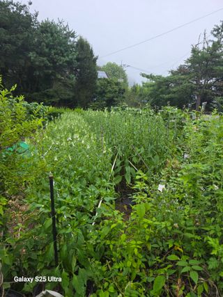 가평규남터밭농사님의 기타작물 · 영농일지 작성글 사진