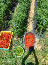 팜모닝 고추·영농일지 게시글 이미지