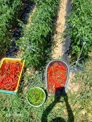 김명자님의 고추 · 영농일지 작성글 사진