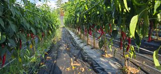 하늘사랑 님의 고추 · 영농일지 작성글 사진