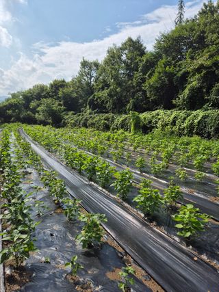 이지은님의 들깨 · 영농일지 작성글 사진
