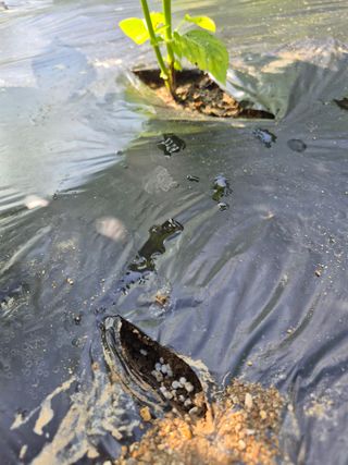 이지은님의 들깨 · 영농일지 작성글 사진