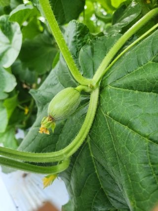 김저팔계님의 기타작물 · 영농일지 작성글 사진