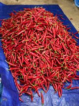 팜모닝 고추·영농일지 게시글 이미지