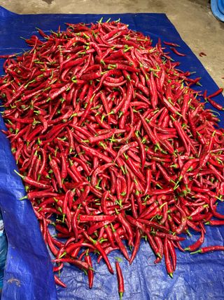 김지환님의 고추 · 영농일지 작성글 사진