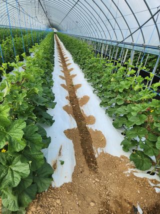 김저팔계님의 기타작물 · 영농일지 작성글 사진