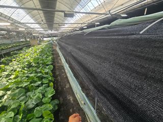 두릅나무15847님의 기타작물 · 영농일지 작성글 사진