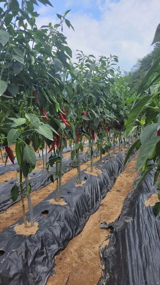 김종명님의 고추 · 영농일지 작성글 사진