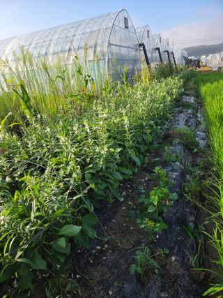 정조연님의 기타작물 · 영농일지 작성글 사진