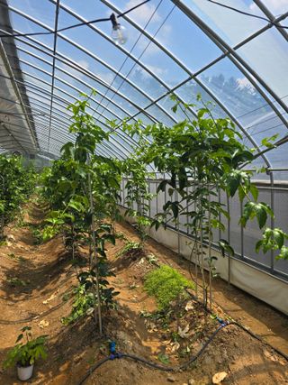 강단아님의 호박 · 영농일지 작성글 사진