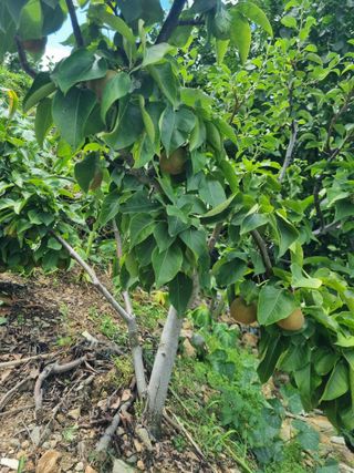 김용대님의 기타작물 · 영농일지 작성글 사진