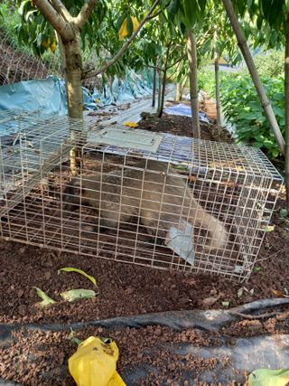 전진욱님의 고추 · 영농일지 작성글 사진