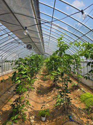 강단아님의 호박 · 영농일지 작성글 사진